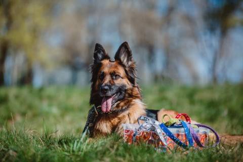 Thinking About Calling Your Pet a Service Dog? Please Read This First